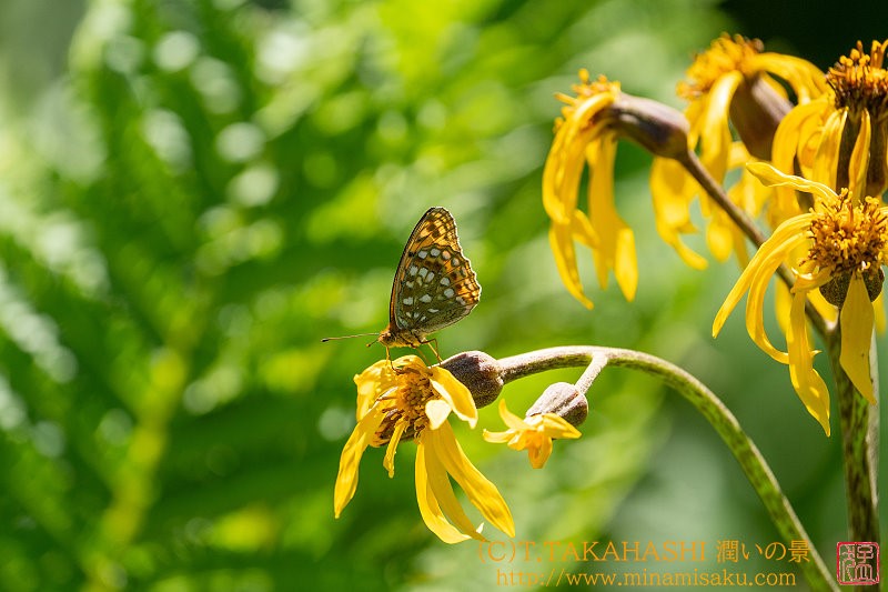 ../Images/7R240817 (275).jpg